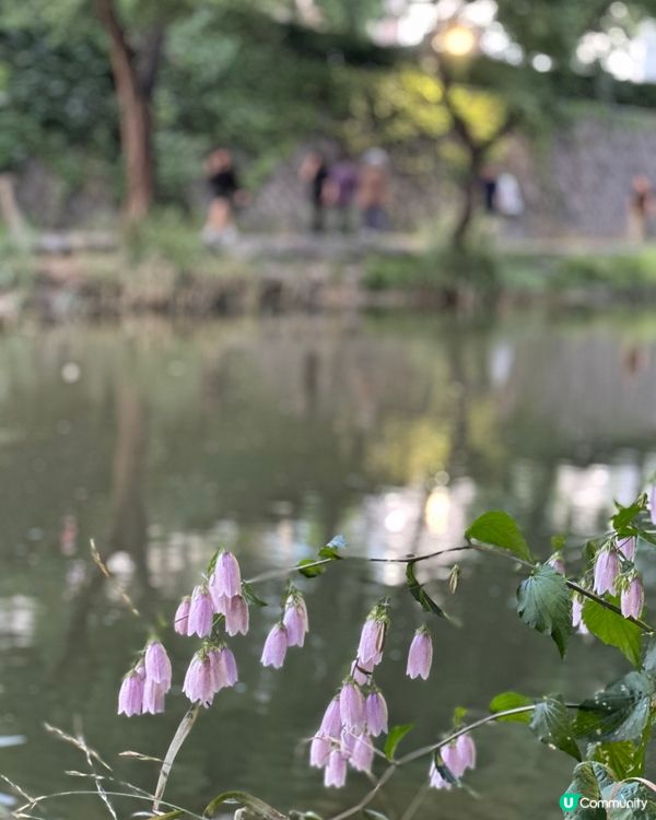 🇰🇷韓國首爾夏日散步好去處 💦 🌇黃昏閃耀溪畔