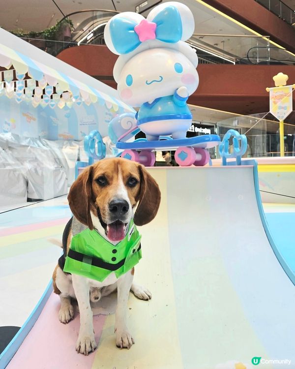 同玉桂狗打個靚卡