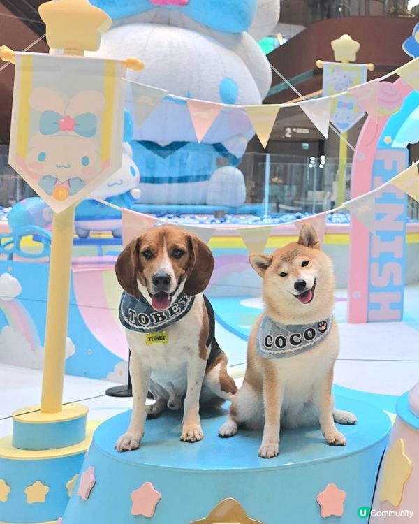 同玉桂狗打個靚卡