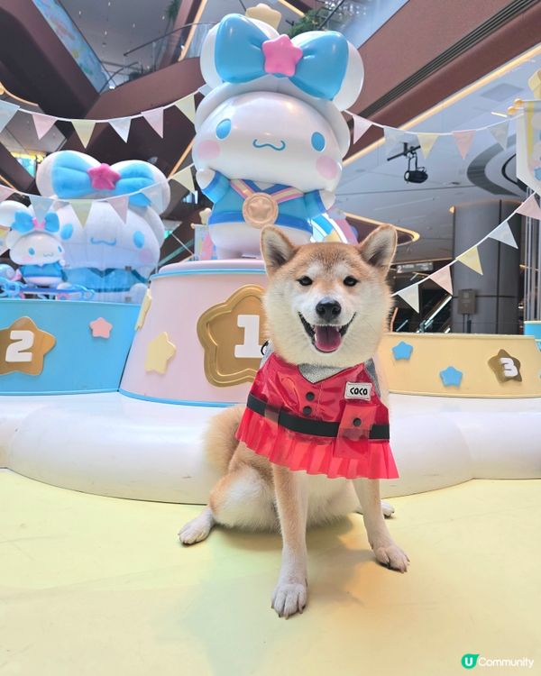 同玉桂狗打個靚卡