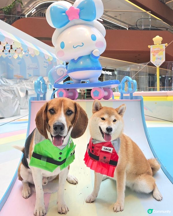 同玉桂狗打個靚卡