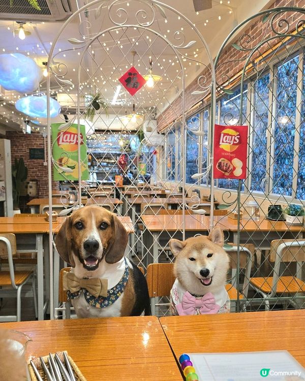 Times Coffee (pet friendly ）