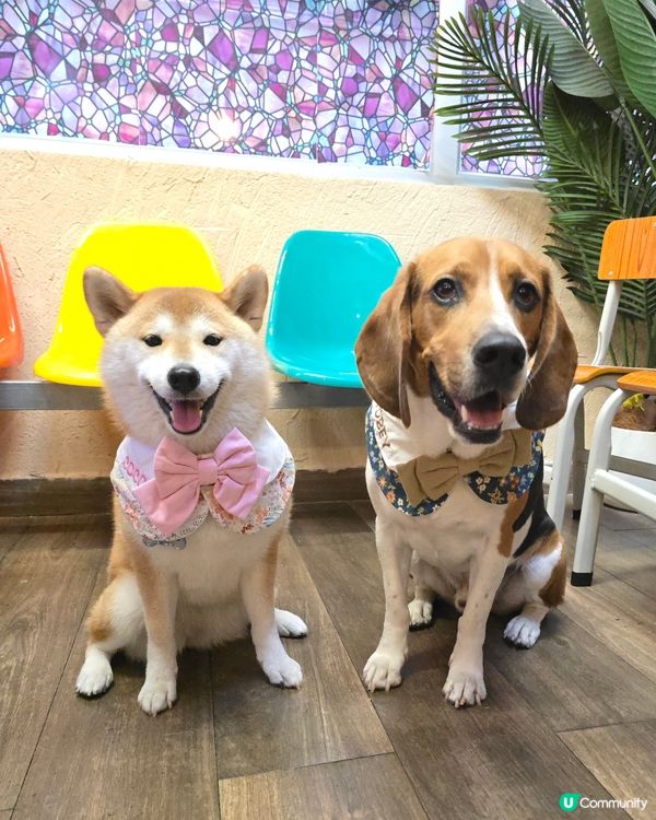 Times Coffee (pet friendly ）