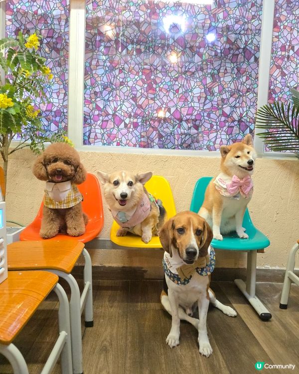 Times Coffee (pet friendly ）