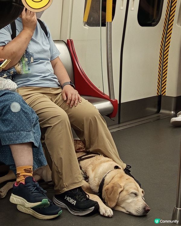 1.  導盲犬攰到爆！🥺 辛苦晒！❤️‍🩹 帶佢返屋企！