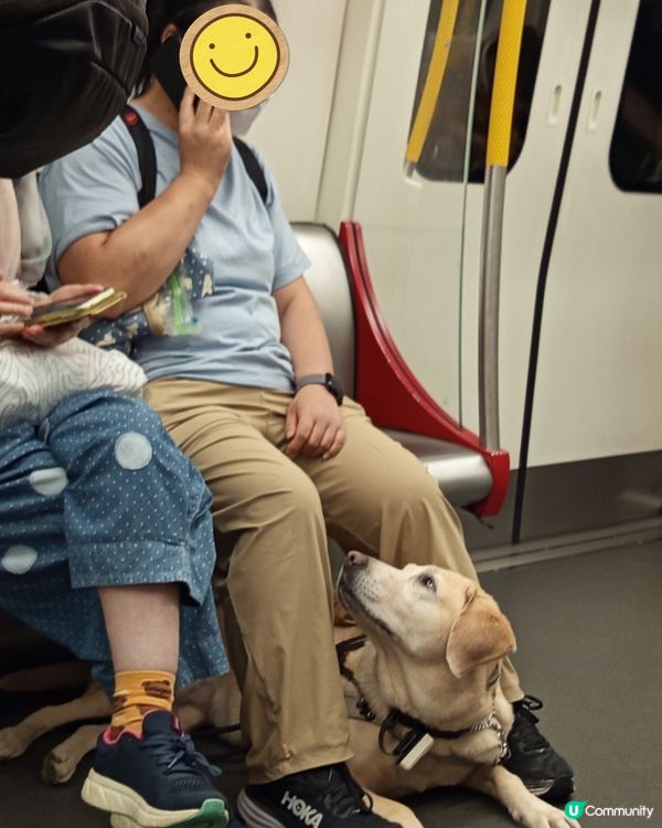 1.  導盲犬攰到爆！🥺 辛苦晒！❤️‍🩹 帶佢返屋企！