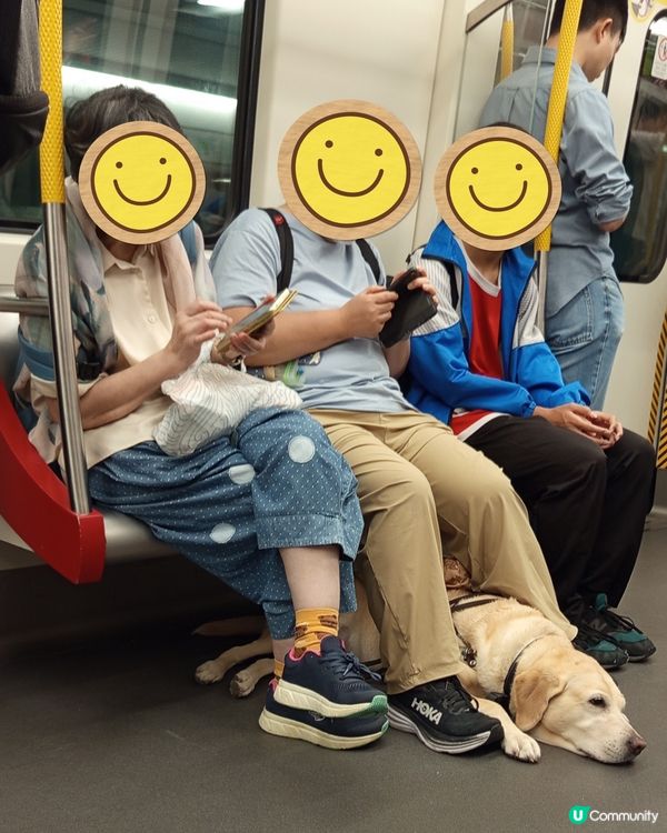 1.  導盲犬攰到爆！🥺 辛苦晒！❤️‍🩹 帶佢返屋企！