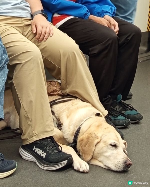 1.  導盲犬攰到爆！🥺 辛苦晒！❤️‍🩹 帶佢返屋企！