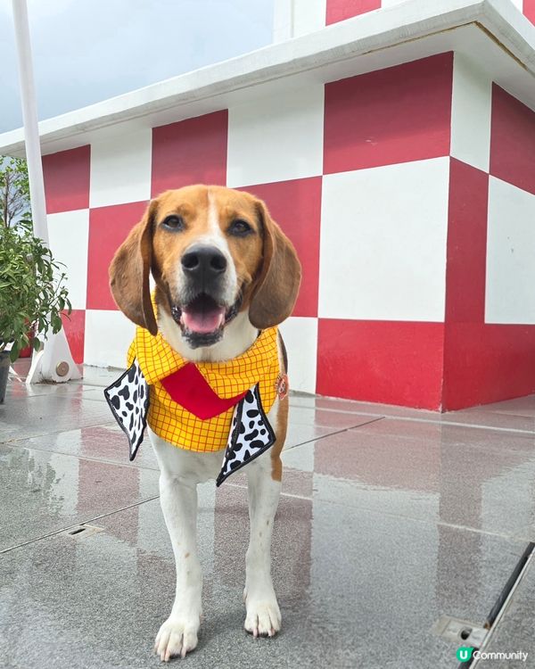 毛孩全新打卡熱點！🟥⬜️🟥⬜️ 啟德型格紅白格仔屋