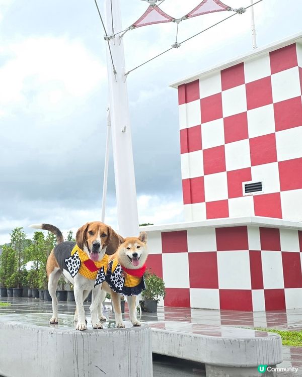 毛孩全新打卡熱點！🟥⬜️🟥⬜️ 啟德型格紅白格仔屋
