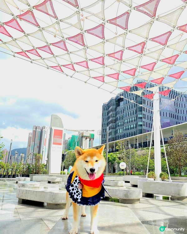 毛孩全新打卡熱點！🟥⬜️🟥⬜️ 啟德型格紅白格仔屋