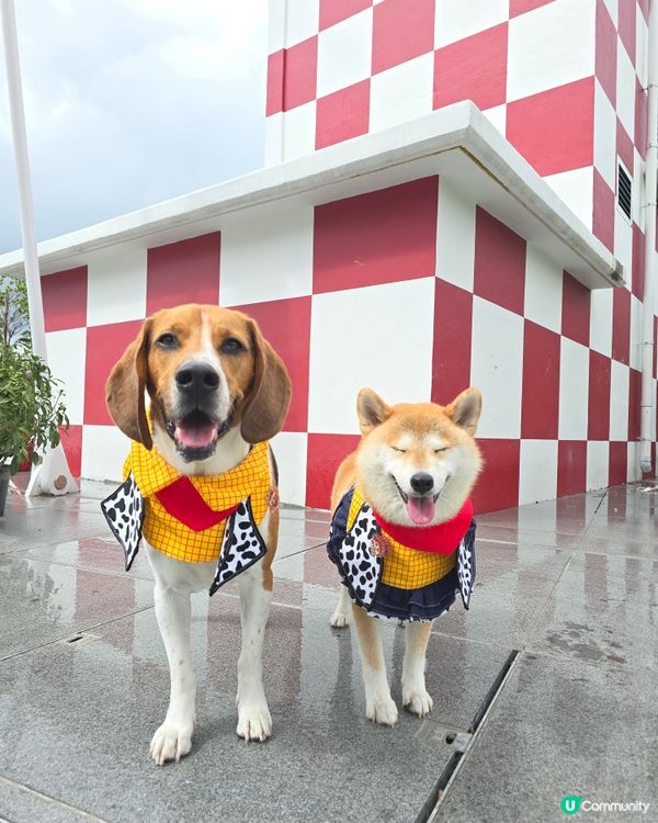 毛孩全新打卡熱點！🟥⬜️🟥⬜️ 啟德型格紅白格仔屋