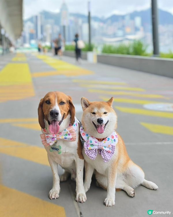 環境優美的東岸版度