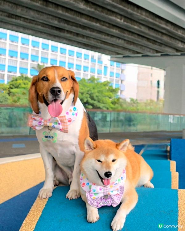 環境優美的東岸版度