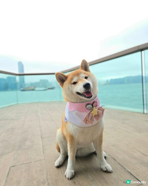 環境優美的東岸版度