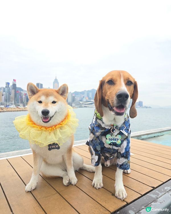 環境優美的東岸版度