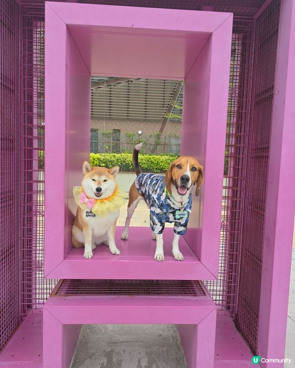 環境優美的東岸版度