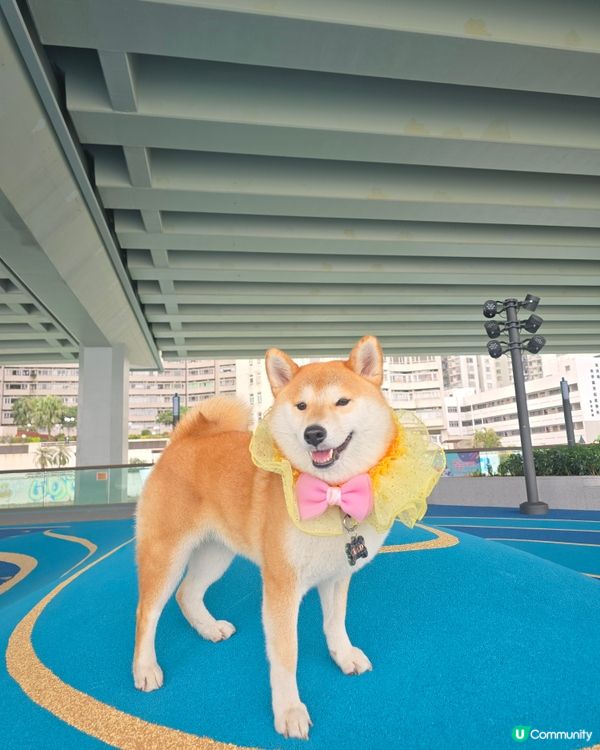 環境優美的東岸版度