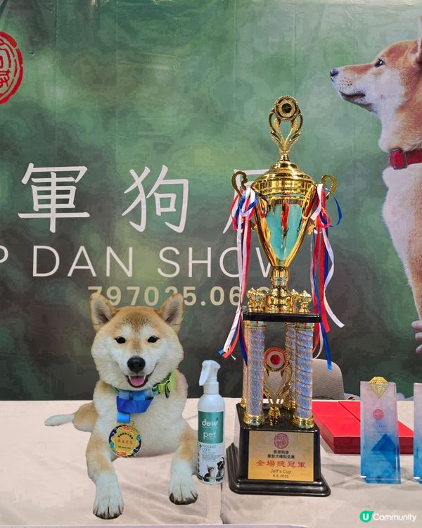 #大瀧愛寵冠軍狗展 #香港狗會 