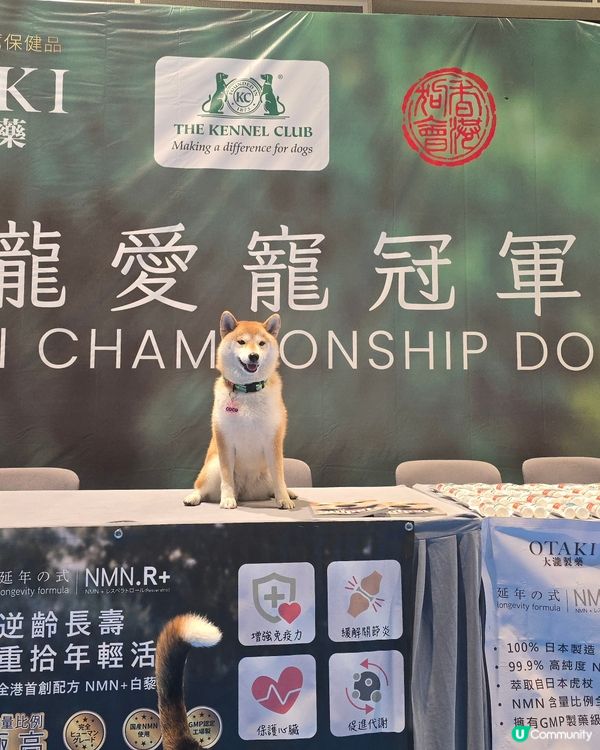 #大瀧愛寵冠軍狗展 #香港狗會 