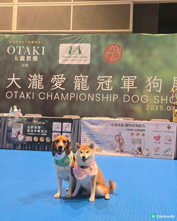 #大瀧愛寵冠軍狗展 #香港狗會 
