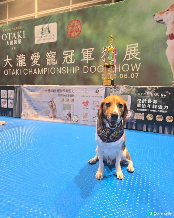 #大瀧愛寵冠軍狗展 #香港狗會 