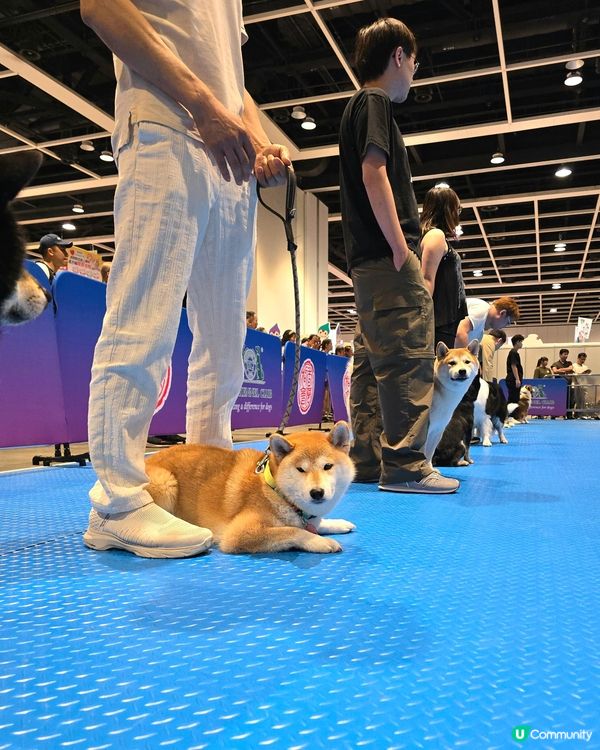 #大瀧愛寵冠軍狗展 #香港狗會 
