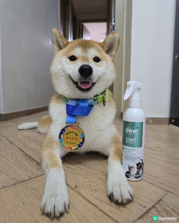 #大瀧愛寵冠軍狗展 #香港狗會 