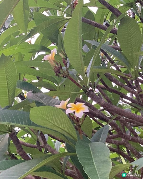 媽媽的美食配合着美麗的雞蛋花