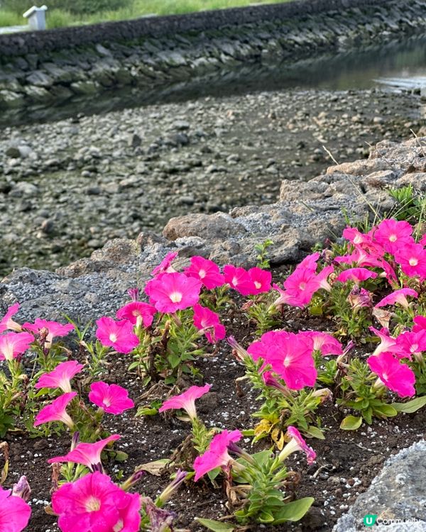 🇰🇷濟州島必去！超夢幻日落海邊打卡點🌅