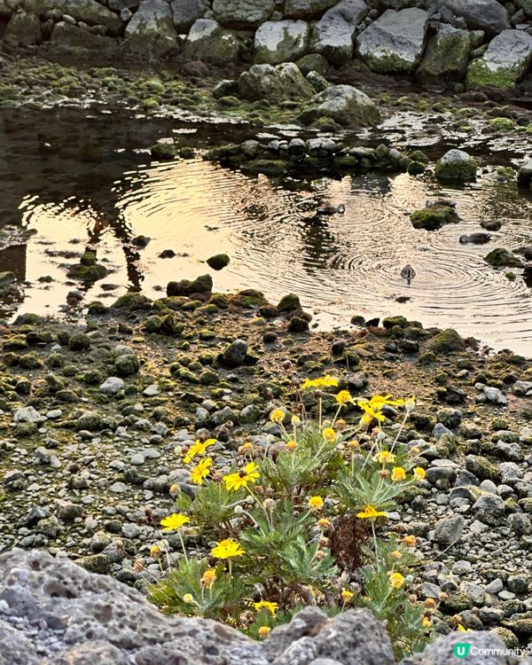 🇰🇷濟州島必去！超夢幻日落海邊打卡點🌅