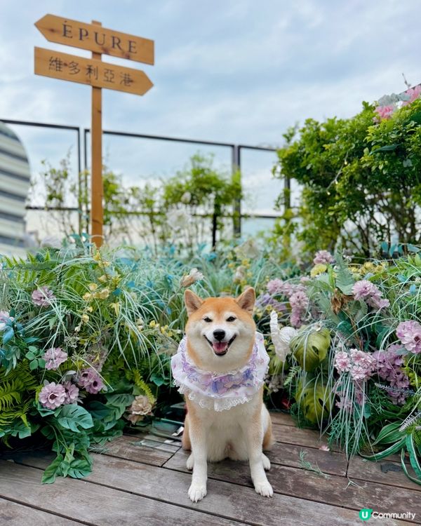 / 帶毛孩嘆下午茶 \