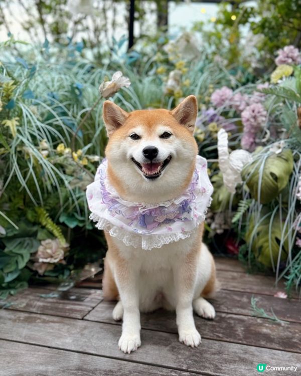 / 帶毛孩嘆下午茶 \