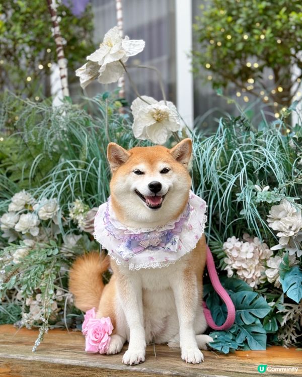 / 帶毛孩嘆下午茶 \