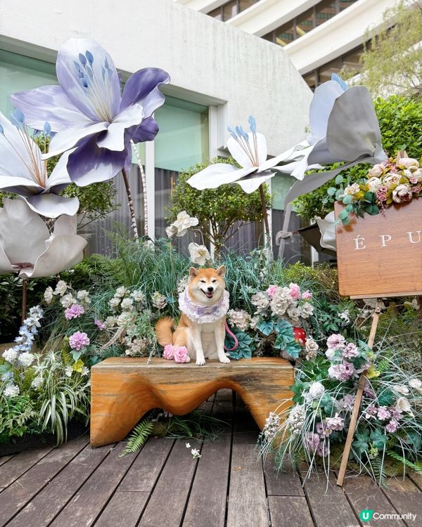 / 帶毛孩嘆下午茶 \