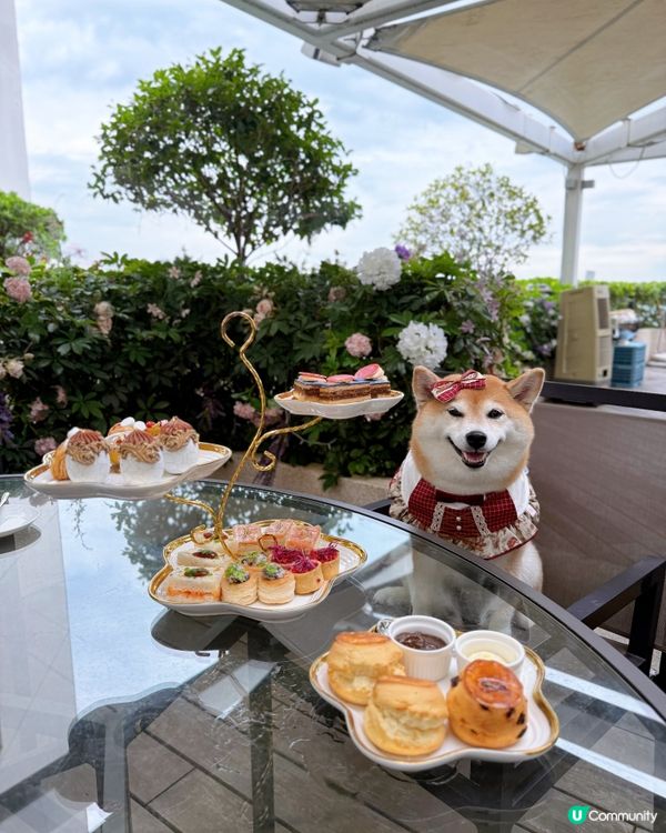 / 帶毛孩嘆下午茶 \