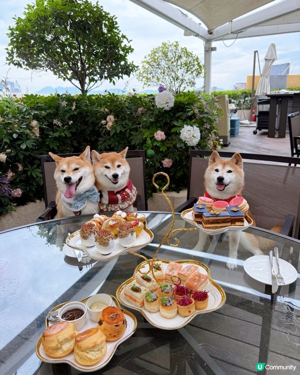 / 帶毛孩嘆下午茶 \