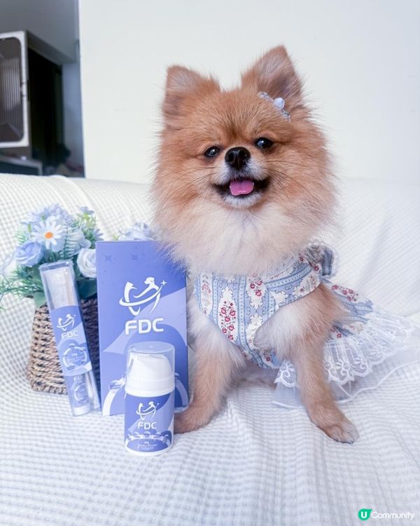 🐶 狗狗口氣很重怎麼辦？