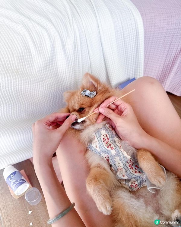 🐶 狗狗口氣很重怎麼辦？