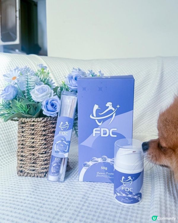 🐶 狗狗口氣很重怎麼辦？