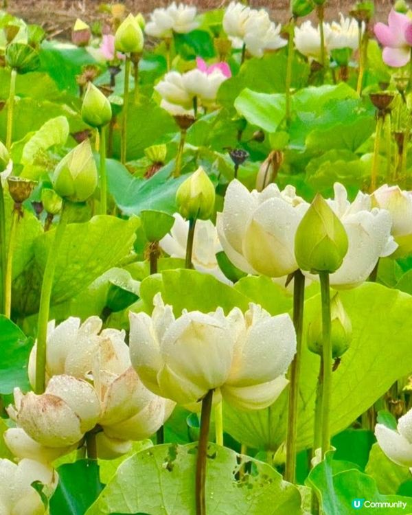 牡丹蓮花池