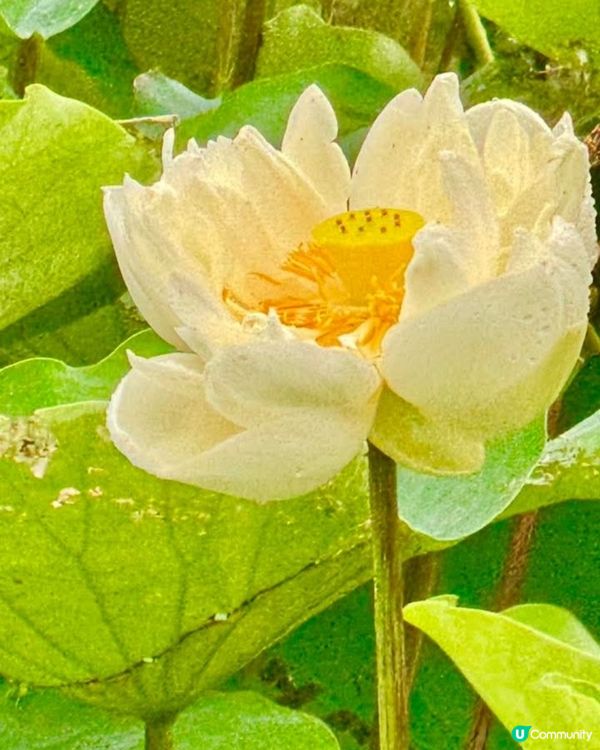 牡丹蓮花池
