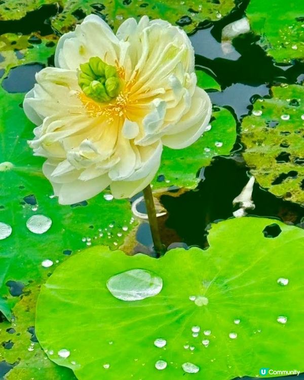 牡丹蓮花池