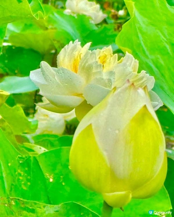 牡丹蓮花池