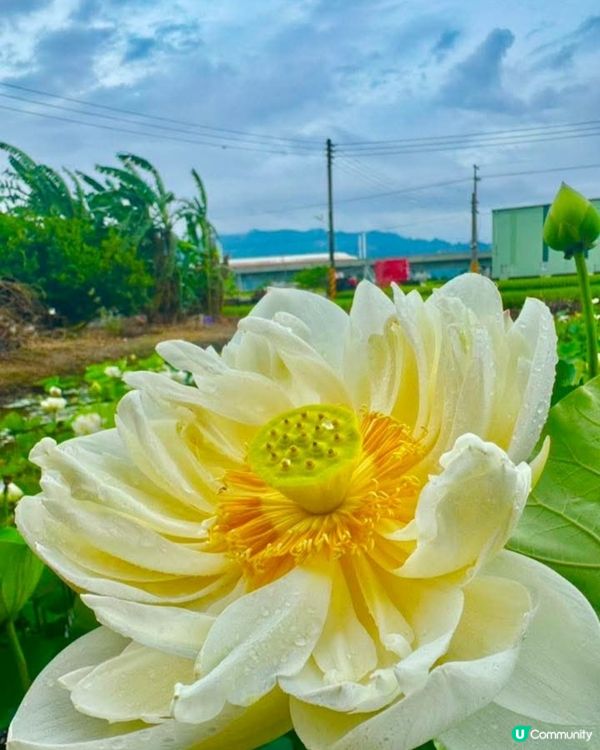 牡丹蓮花池