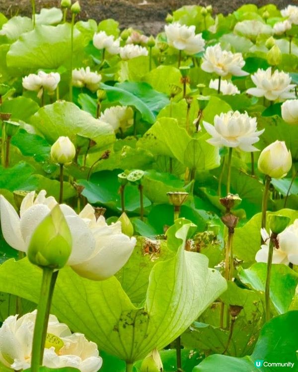 牡丹蓮花池