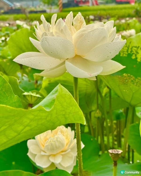 牡丹蓮花池