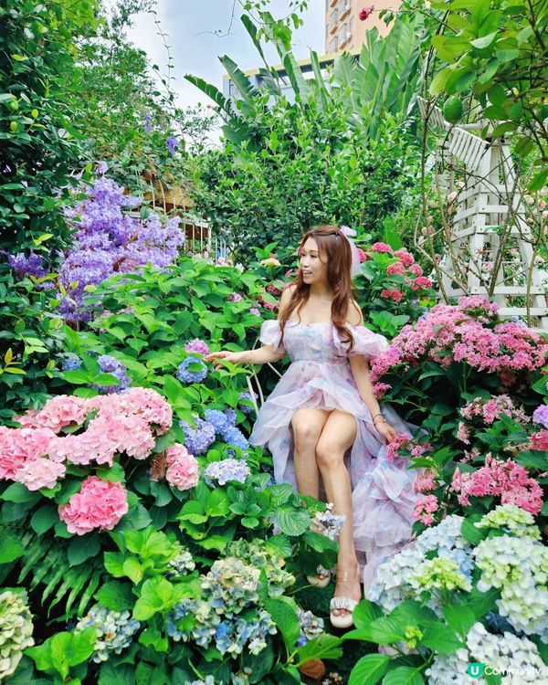 深圳豆伴花園💜！紫色花海打卡📸！