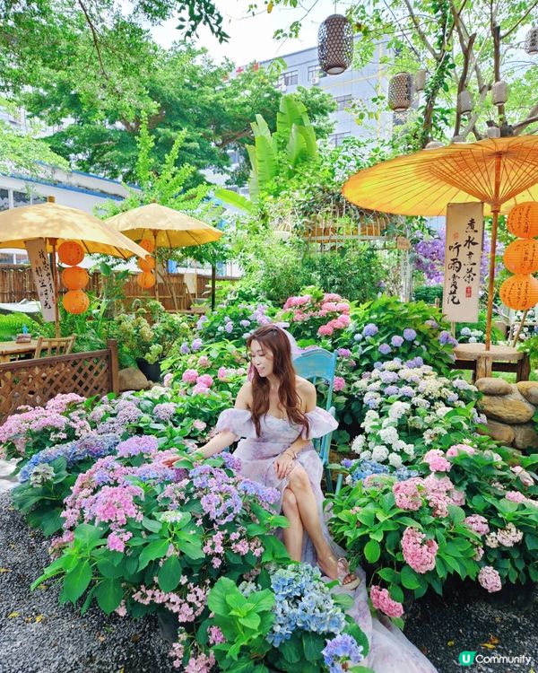 深圳豆伴花園💜！紫色花海打卡📸！