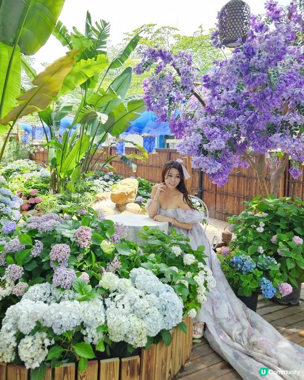 深圳豆伴花園💜！紫色花海打卡📸！